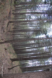 Pineta Ragabo